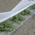 Peliculă Mulci  transparenta  1,2x1000m; 15 μm Turcia - imagine 2