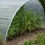 Sera gradina profesionala Demetra Italia, 27m2, 6-4.5-2.5m — изображение 5
